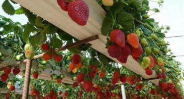 Pravidla pro pěstování a péči o jahody pomocí holandské technologie