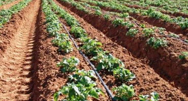 Pravidla pro pěstování brambor pomocí holandské technologie