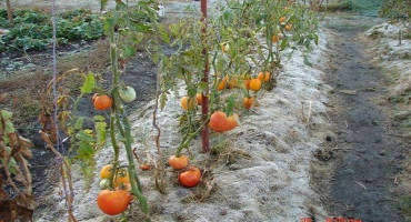 Pravidla pro pěstování rajčat na sibiři a nejlepší odrůdy pro drsné podmínky