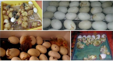 Pravidla pro líhnutí housat v domácím inkubátoru a teplotní tabulka