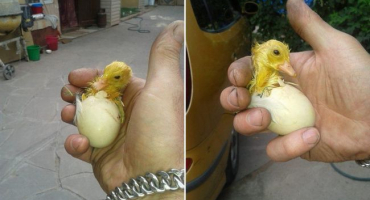 Co dělat dál, když se kachňata již vylíhla a proč potřebujete mláďata