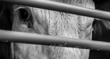 Pravidla pro porážku býků a krav