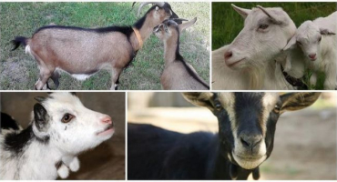 Účel náušnic na krk kozy a jaká plemena je mají