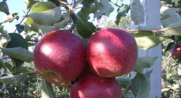 Výhody a nevýhody, vlastnosti a popis odrůdy jablek krasnaya gorka