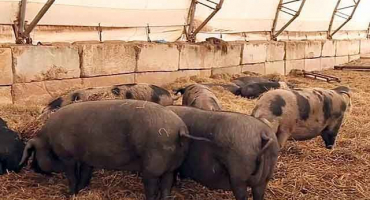 Výhody a nevýhody bakteriálních steliv pro chlívky, druhy a péče o ně