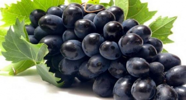 Výhody a nevýhody hroznů charlie, popis odrůdy a pěstování