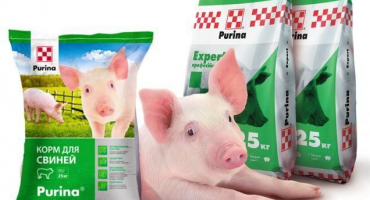 Výhody a složení purinů pro prasata, jak je podávat a trvanlivost