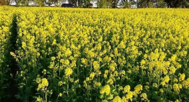 Výhody použití hořčice proti plevelům, jak sázet a sklízet
