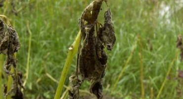 Důvod zčernání vrcholků brambor a co dělat?