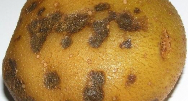 Příčiny citrusových chorob a škůdců a kontrolní opatření