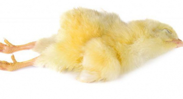 Příčiny úhynu kuřat