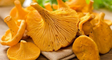 Důvody hořkosti lišek