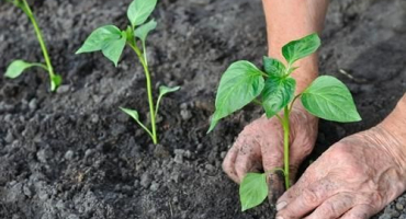 Příčiny a léčba nemocí paprik, kdy sazenice mají pupínky a listy se kroutí
