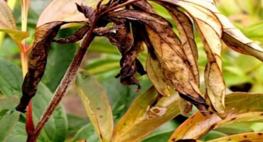 Příčiny a léčba nemocí pivoňky, nejlepší opatření pro hubení škůdců