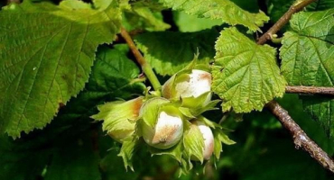 Příčiny a příznaky chorob a škůdců lískových ořechů, co dělat pro boj s nimi