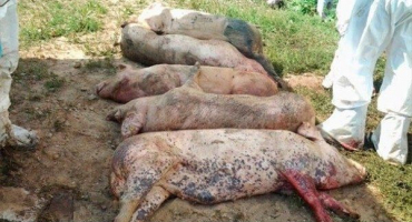 Příčiny a příznaky afrického moru prasat, nebezpečí pro člověka a jak se přenáší