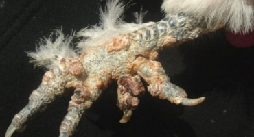 Příčiny a příznaky onemocnění nohou u kuřat, metody léčby