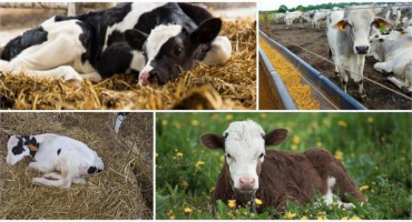 Příčiny a příznaky bronchopneumonie u telat, léčebné režimy a prevence