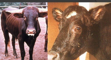 Příčiny a příznaky infekce morem skotu, způsoby léčby a preventivní opatření