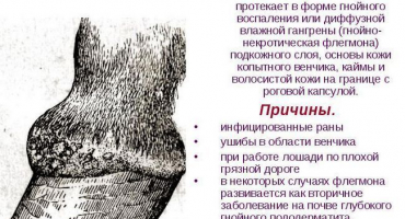 Příčiny a příznaky corolla flegmóna u krav, léčba a prevence