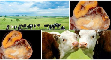 Příčiny a příznaky ovariální hypofunkce u krav, léčebný režim