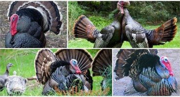 Příčiny a příznaky histomonózy u krůt, léčba a prevence onemocnění