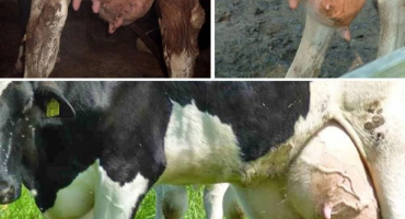 Příčiny a příznaky hnisavé mastitidy u krav, léky k léčbě