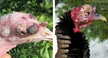 Příčiny a příznaky kokcidiózy u krůt, metody léčby