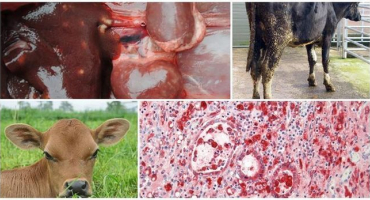 Příčiny a příznaky kokcidiózy u skotu, léčba a prevence