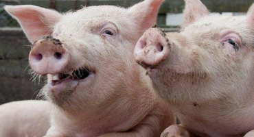 Příčiny a příznaky kolibacilózy u prasat, metody léčby, vakcína a prevence