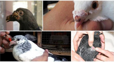 Příčiny a příznaky neštovic u holubů, léčba a prevence