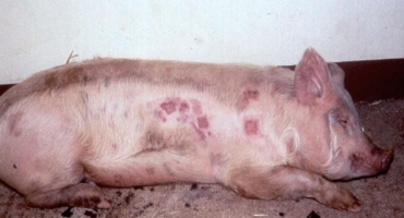 Příčiny a příznaky neštovic u prasat, metody domácí léčby