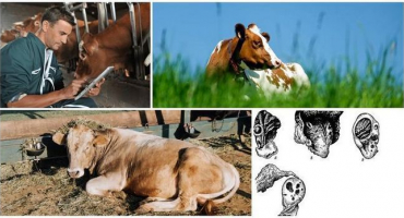 Příčiny a příznaky luteální cysty u krávy, léčba