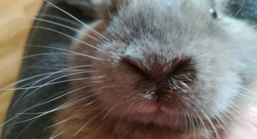 Příčiny a příznaky rýmy u králíků, léčba nachlazení a prevence