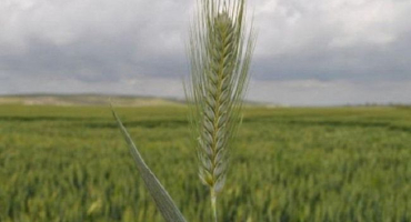 Příčiny a příznaky septoriózy pšenice, jak se zbavit a prevence