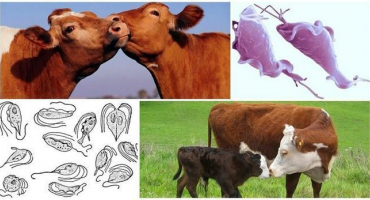 Příčiny a příznaky trichomoniázy u skotu, léčba a je nebezpečná pro člověka