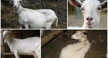 Příčiny falešné březosti u kozy a jak zjistit stav, důsledky