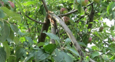 Důvody lámání jabloně a jednání zahradníka v této situaci