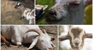 Příčiny pěny v ústech kozy a léčba nedostatku thiaminu