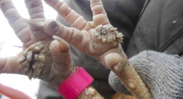 Příčiny výrůstků na nohách kuřat, léčba léky a lidovými léky