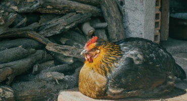 Důvody pádu kuřat na nohy