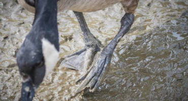 Důvody pádu kachen na nohy