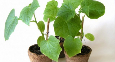 Příčiny přemnožených sazenic okurek