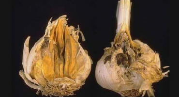 Důvody, proč česnek hnije na zahradě: co dělat a jak se s tím vypořádat?