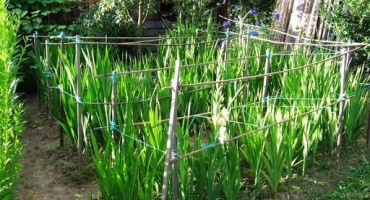 Důvody, proč gladioly nekvetou, způsoby léčby a prevence