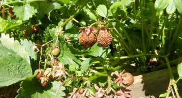 Důvody, proč jahody nečervenají a nevysychají, co dělat