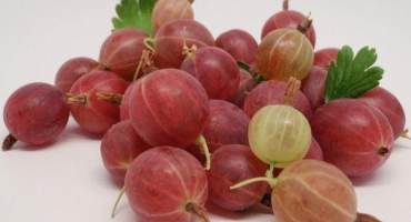 Důvody, proč angrešt nenese ovoce a co dělat pro léčbu