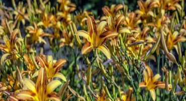 Důvody, proč denivka nekvete a co je potřeba řešit