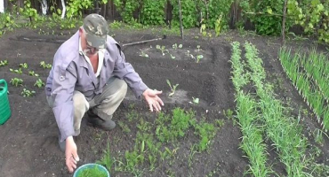 Důvody, proč kopr na zahradě špatně roste a co dělat