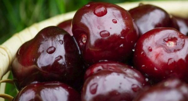 Důvody, proč třešně neplodí a co dělat pro léčbu